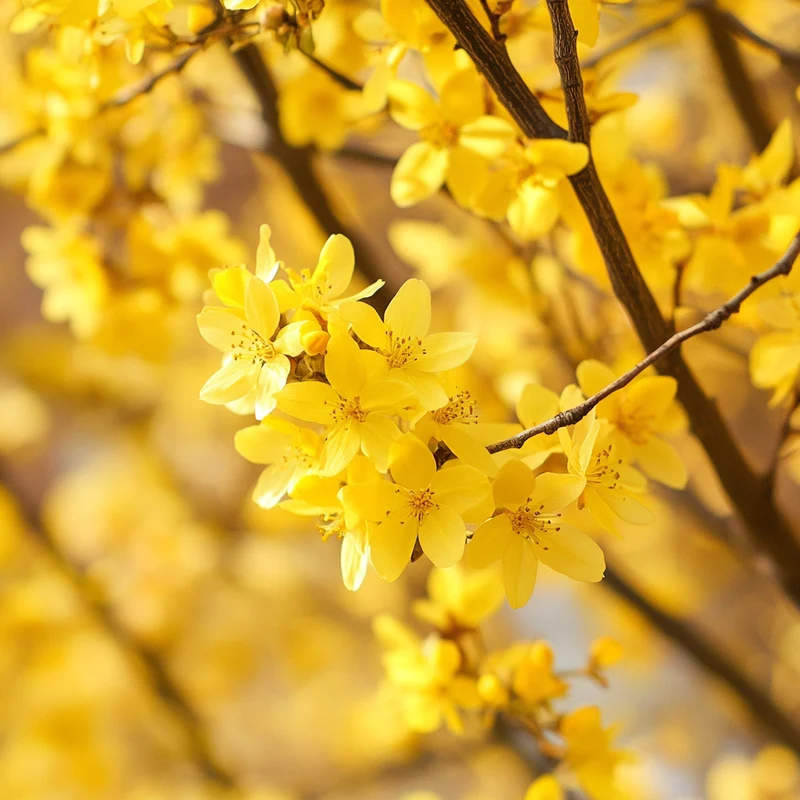 Brilliant Golden-Yellow Blossoms for Spring Landscapes