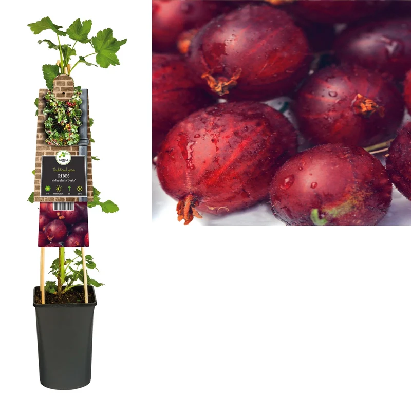 Kletterpflanze Ribes nidigrolaria Josta (Schwarze Johannisbeere)