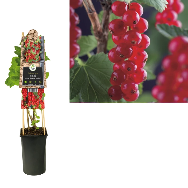 Kletterpflanze Ribes rubrum Jonkheer van Tets (Rote Johannisbeere)