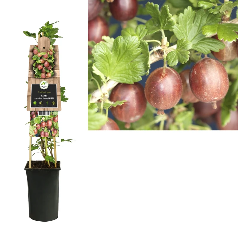 Kletterpflanze Ribes uva-crispa Hinnomäki Röd (Stachelbeere)