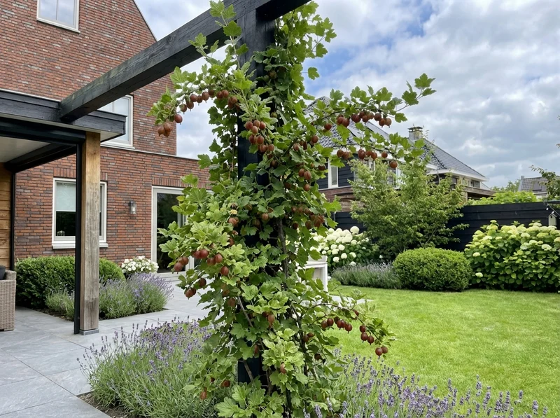 Kletterpflanze Ribes uva-crispa Hinnomäki Röd (Stachelbeere)