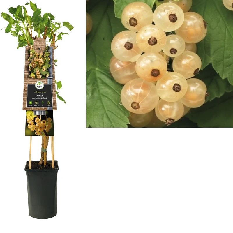 Kletterpflanze Ribes rubrum Weiße Perle (weiße Johannisbeere)