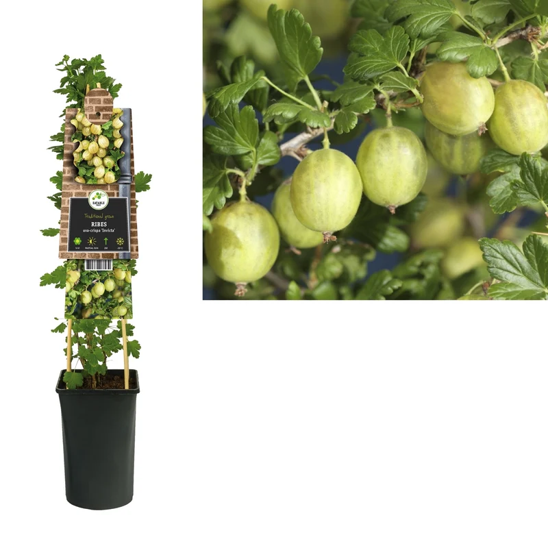 Kletterpflanze Ribes uva-crispa Invicta (Stachelbeere)