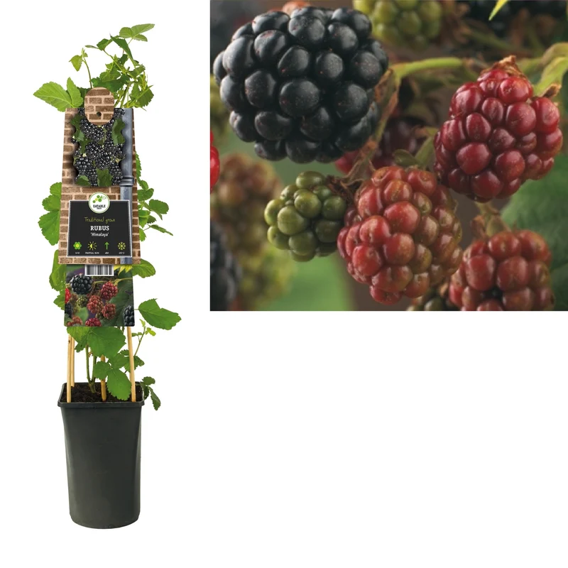 Kletterpflanze Rubus Himalaya (Brombeere)