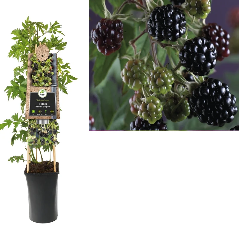 Kletterpflanze Rubus Thornless Evergreen (dornenlose Brombeere)