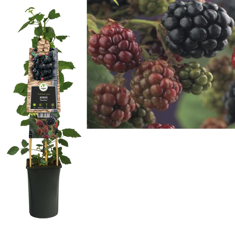 Kletterpflanze Rubus Thornfree (dornenlose Brombeere)