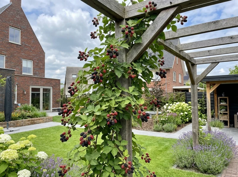 Kletterpflanze Rubus Thornfree (dornenlose Brombeere)