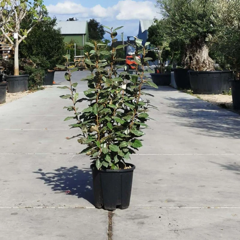 Olivenweide (Elaeagnus ebbingei 'Compacta')