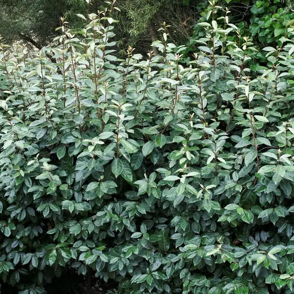 Olivenweide (Elaeagnus ebbingei 'Compacta')