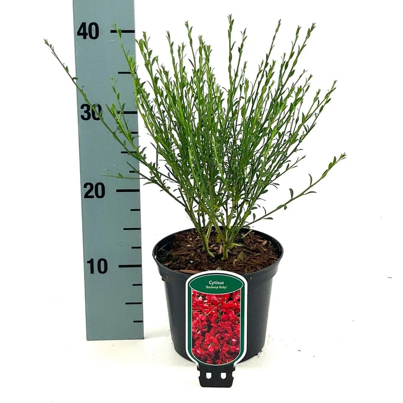 Ginster (Cytisus praecox 'Boskoop Ruby')