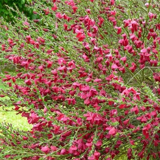 Ginster (Cytisus praecox 'Boskoop Ruby')
