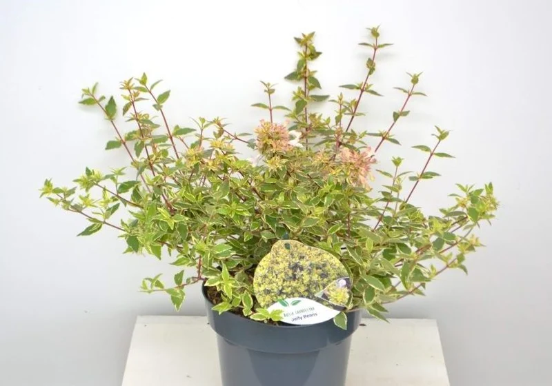 Abelia (Abelia grandiflora 'Jelly Beans')