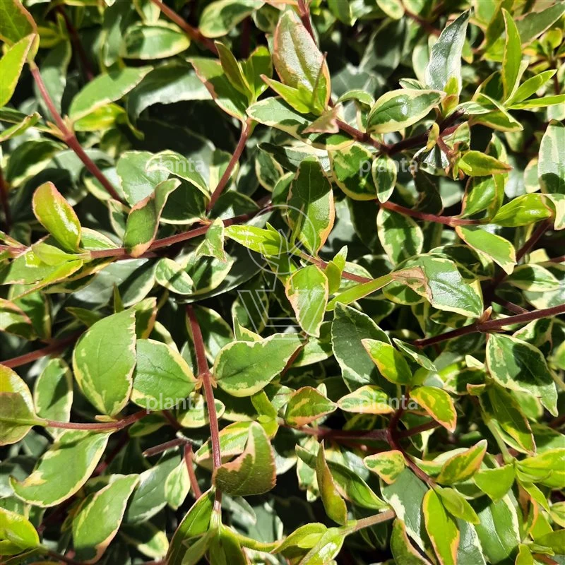 Abelia (Abelia grandiflora 'Jelly Beans')