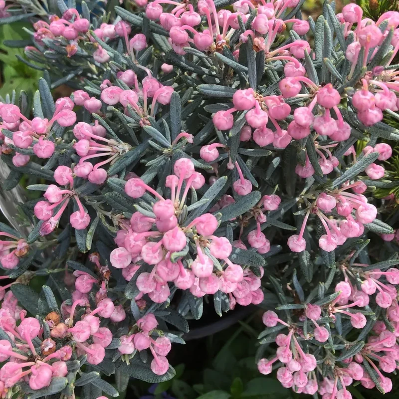 Lavendelheide (Andromeda polifolia 'Blue Ice')