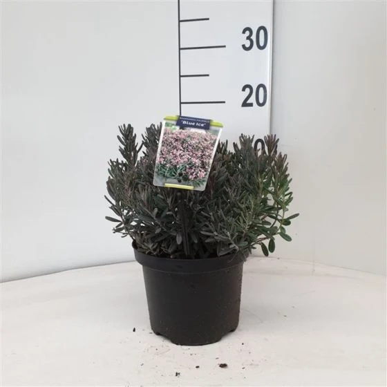 Lavendelheide (Andromeda polifolia 'Blue Ice')