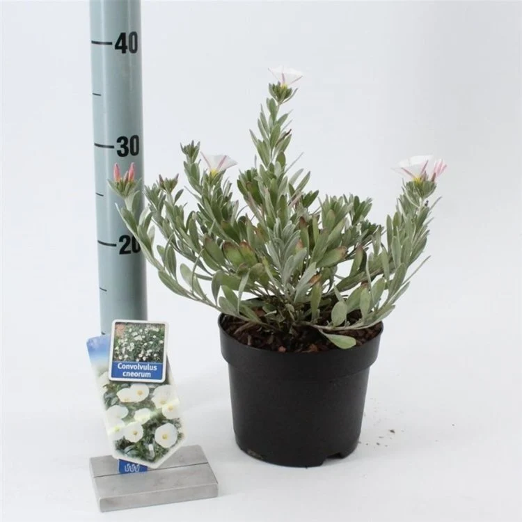 Silberne Prunkwinde (Convolvulus cneorum)
