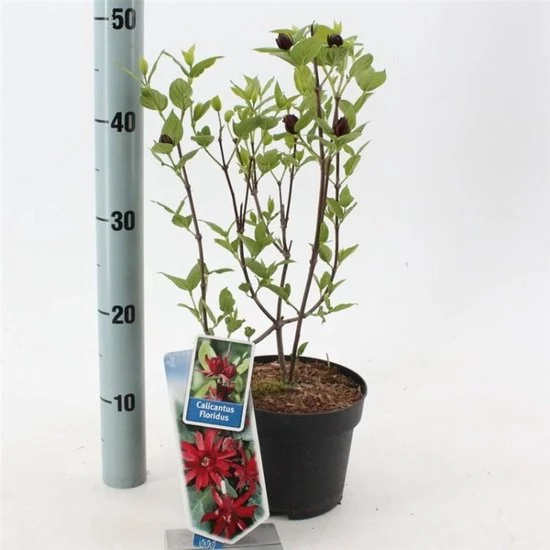 Gewürzstrauch (Calycanthus floridus)