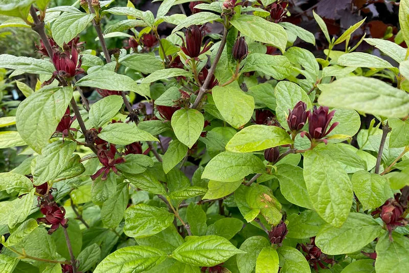 Gewürzstrauch (Calycanthus floridus)