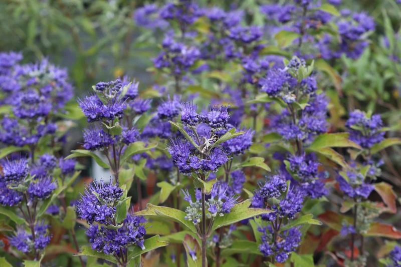 Caryopteris (Caryopteris cland. Grand Bleu®)