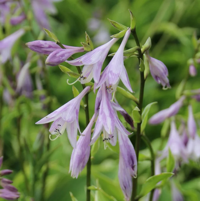 Goldrand-Funkie 'Aureomarginata' Violett