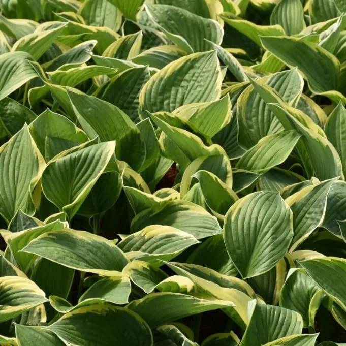 Goldrand-Funkie 'Aureomarginata' Violett