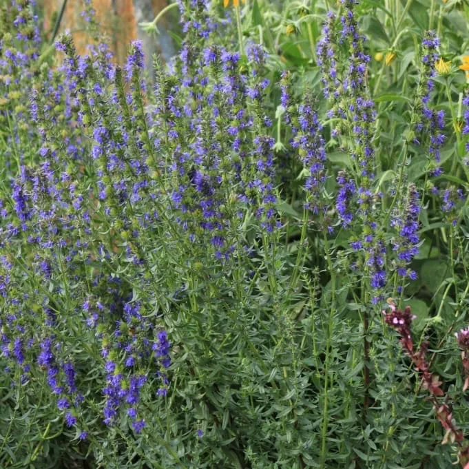 Ysop Blau