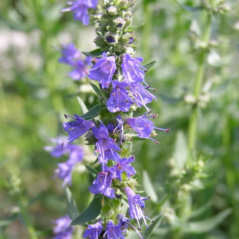 Ysop Blau