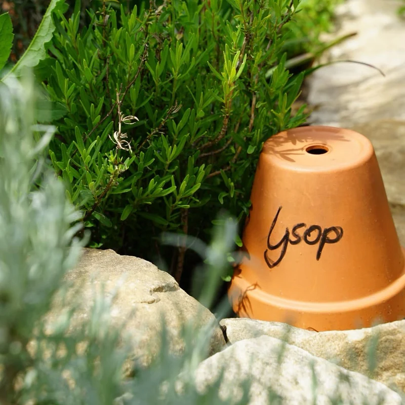 Ysop Blau