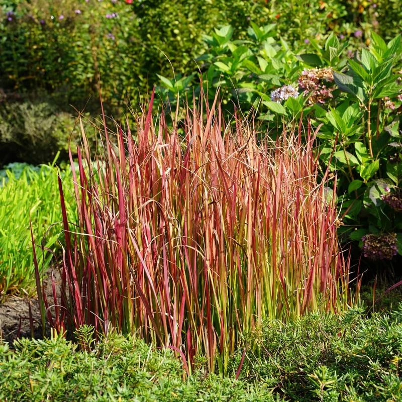 Japanisches Blutgras 'Red Baron'