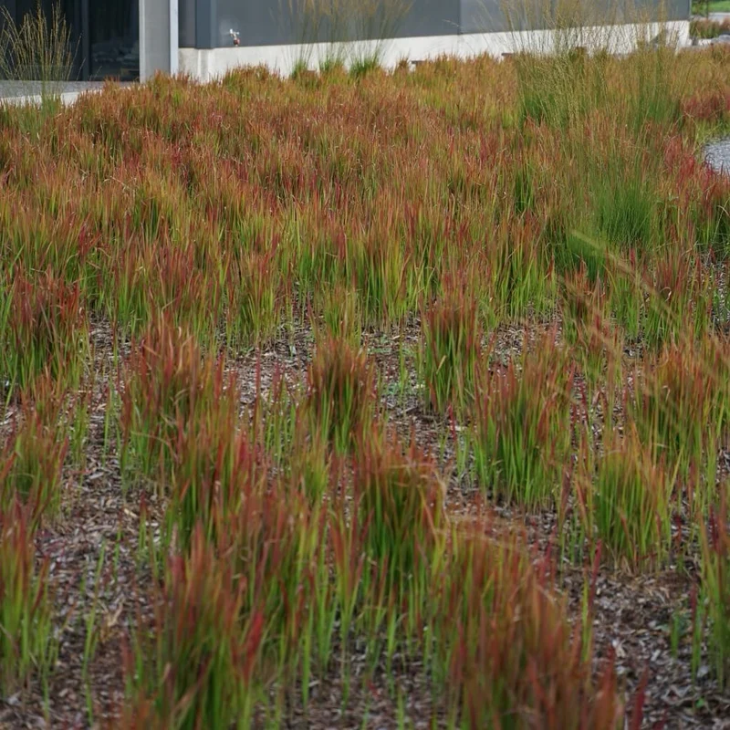 Japanisches Blutgras 'Red Baron'