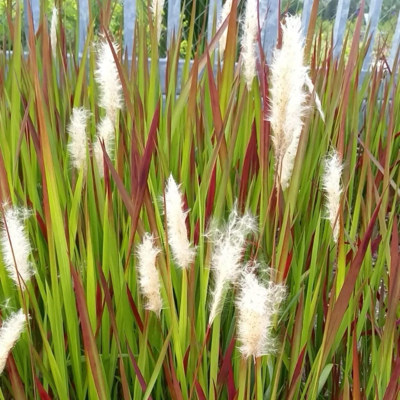 Japanisches Blutgras 'Red Baron'