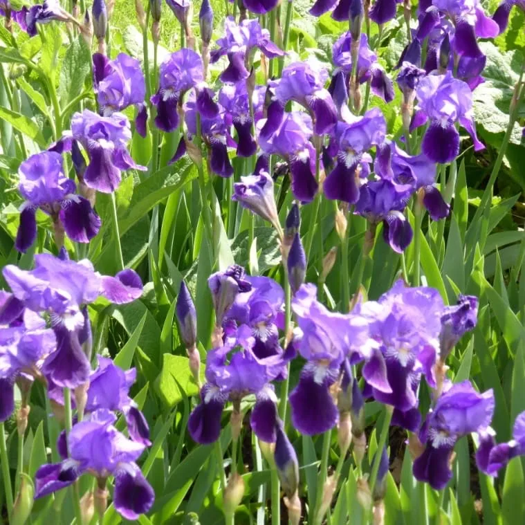 Deutsche Schwertlilie Violett