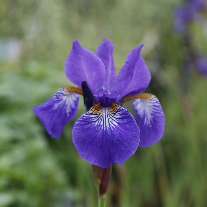 Sibirische Iris 'Caesar' Violett