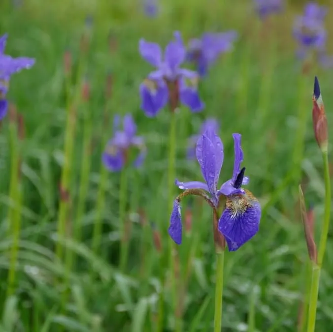 Sibirische Iris 'Caesar' Violett