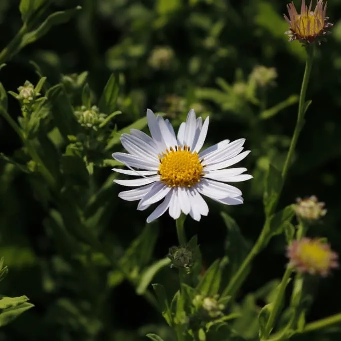 Schönaster 'Madiva' Violett