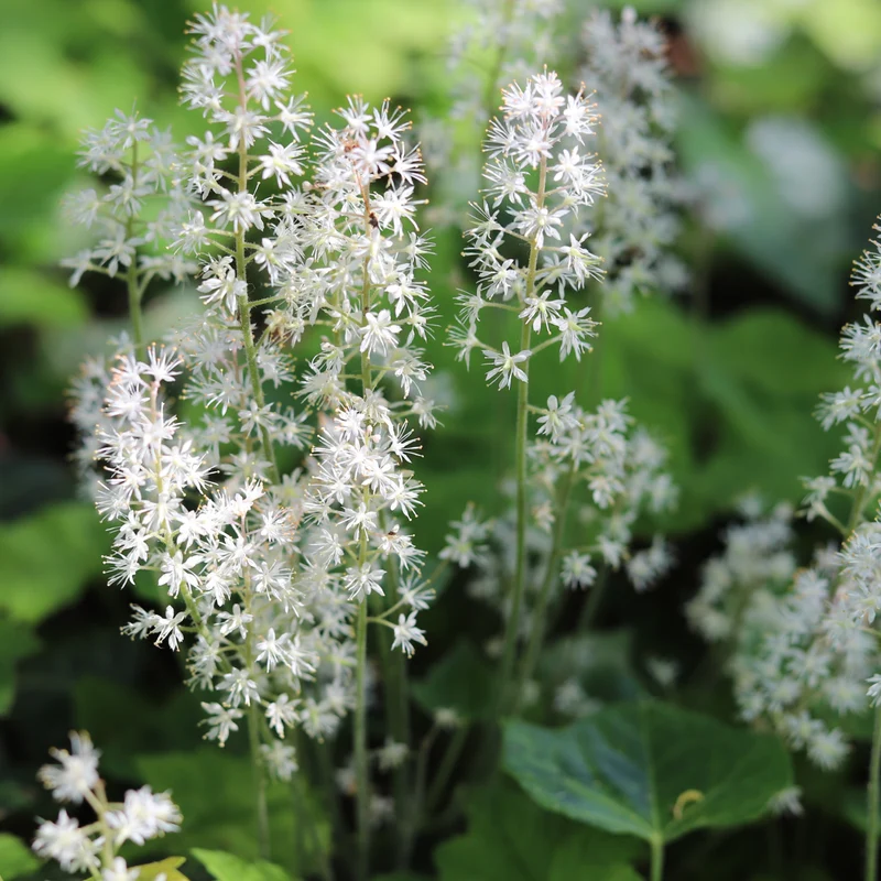 Schaumblüte Weiß