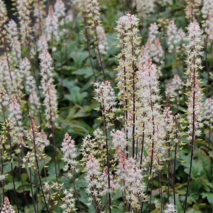 Schaumblüte 'Pink Skyrocket'® Rosa