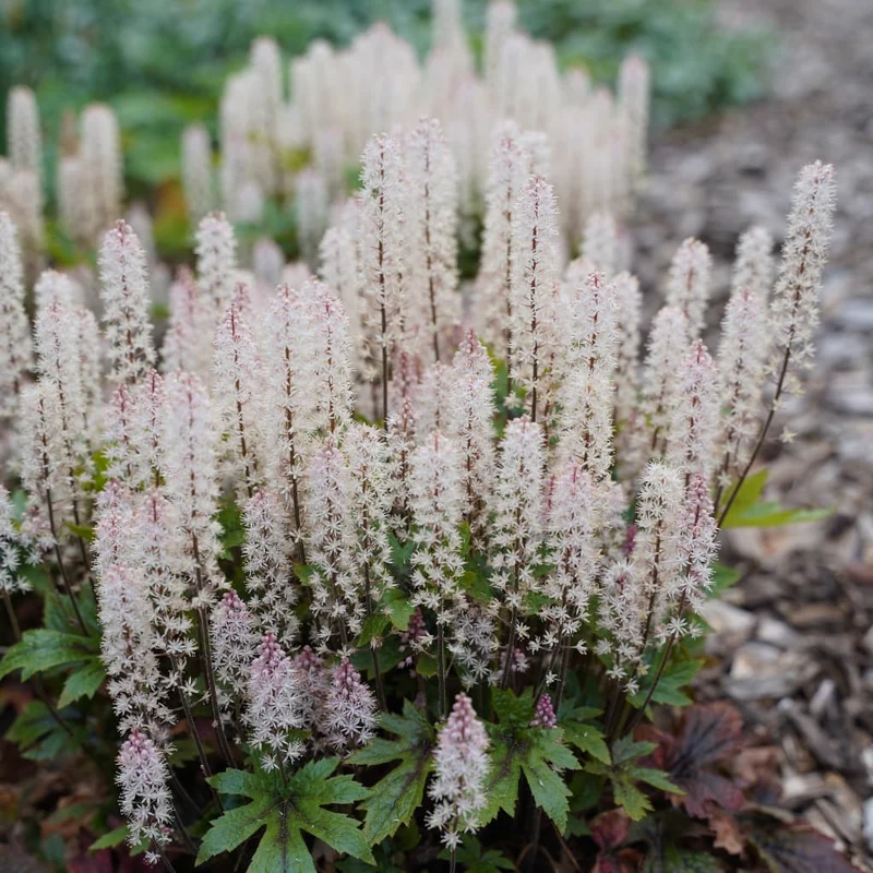 Schaumblüte 'Pink Skyrocket'® Rosa