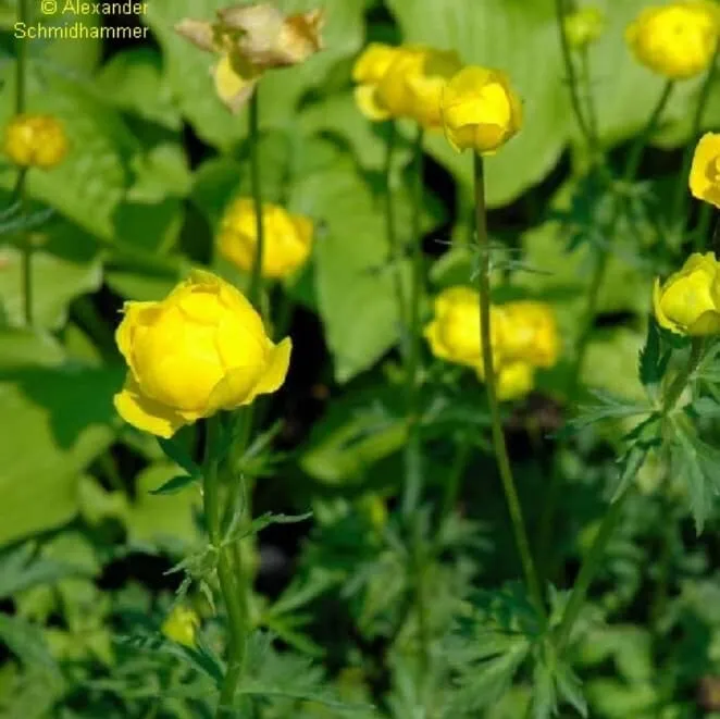 Trollblume Gelb