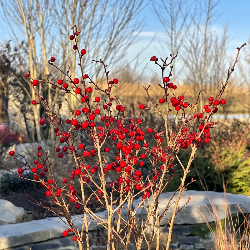 Winterberry Holly Seeds – Ilex verticillata Red Berry Deciduous Shrub