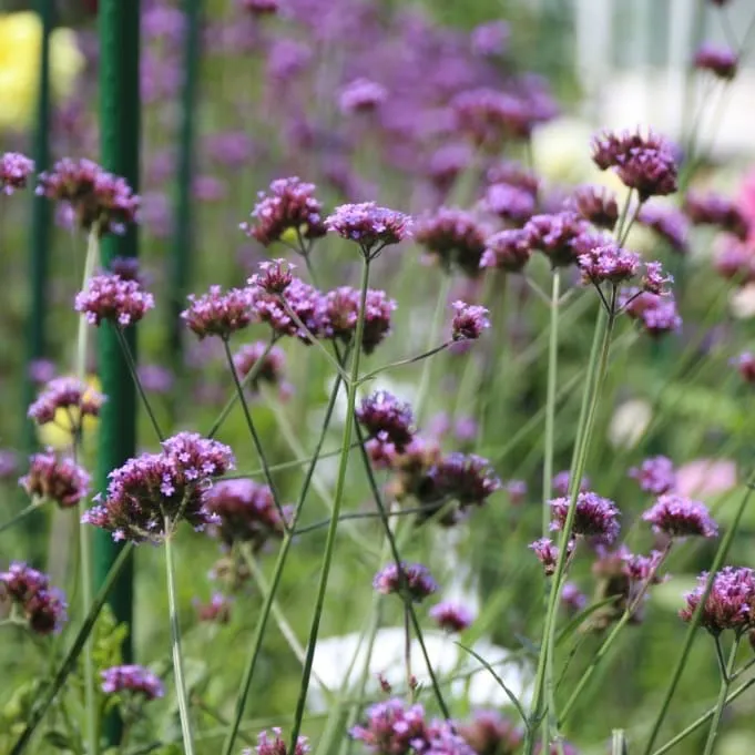 Argentinisches Eisenkraut Violett