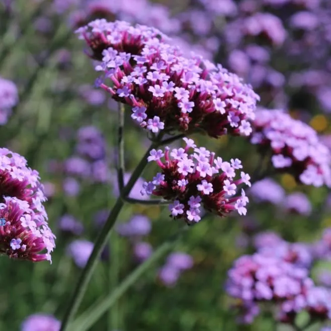 Argentinisches Eisenkraut Violett