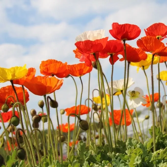 Island-Mohn 'Pop-Up Mix' Bunt