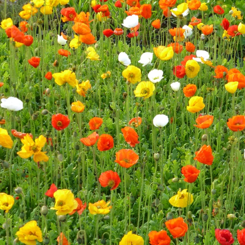 Island-Mohn 'Pop-Up Mix' Bunt
