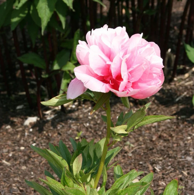 Bauern-Pfingstrose 'Rosea Plena' Rosa