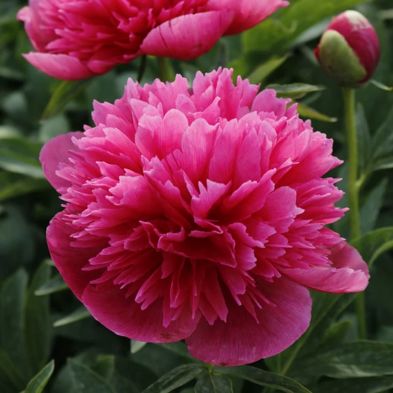 Bauern-Pfingstrose 'Rosea Plena' Rosa