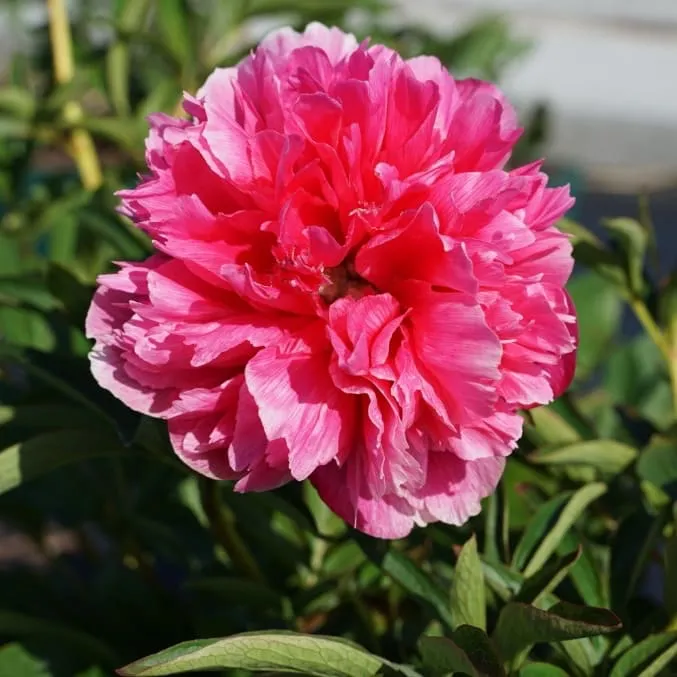 Bauern-Pfingstrose 'Rosea Plena' Rosa