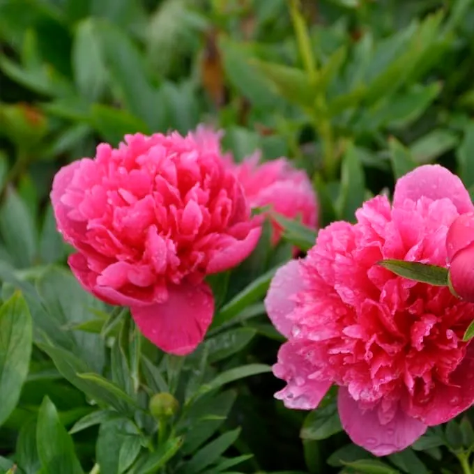Bauern-Pfingstrose 'Rosea Plena' Rosa