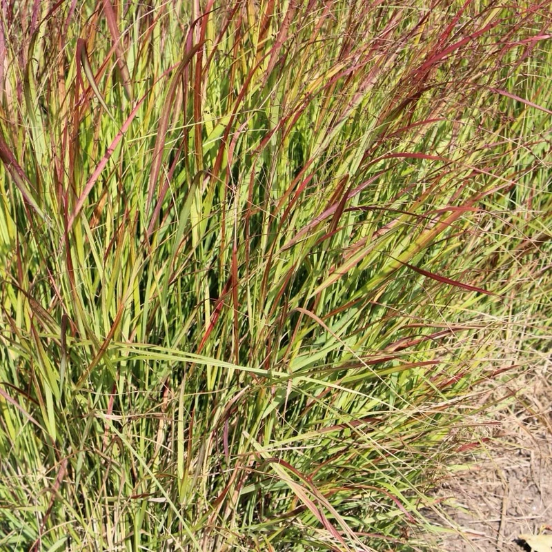 Ruten-Hirse 'Rehbraun'