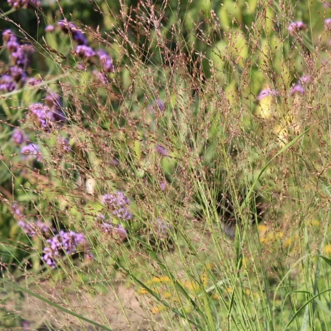 Ruten-Hirse 'Rehbraun'